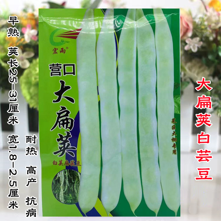 宏雨营口大扁荚白芸豆种子早熟嫩荚绿白宽扁四季豆架豆籽春秋高产