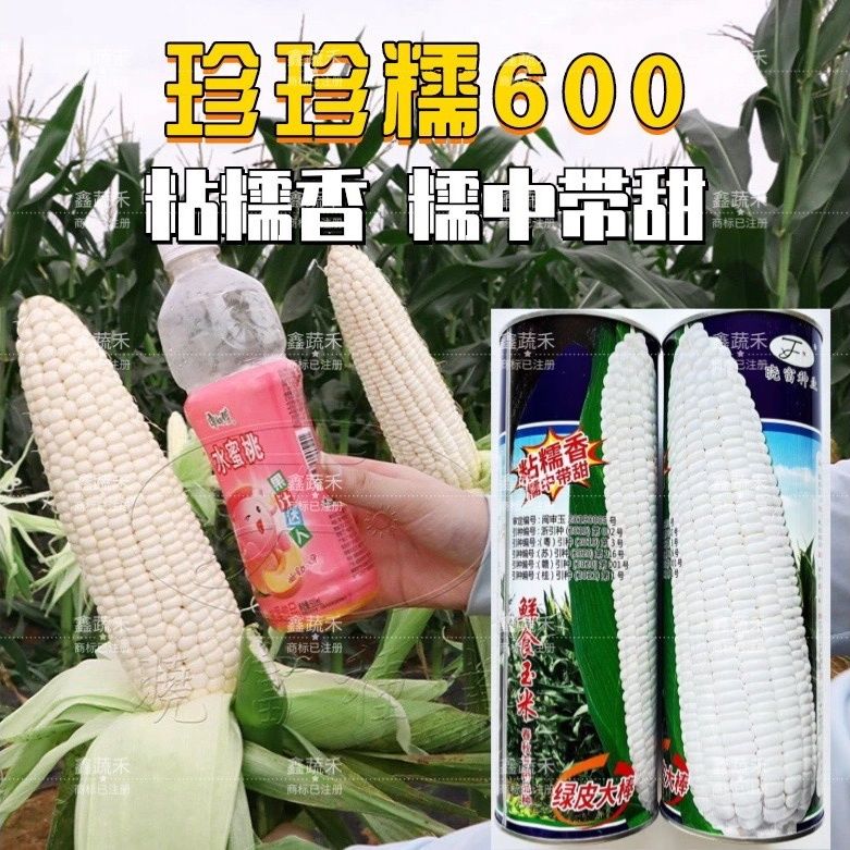晓富种子珍珍糯600白甜糯