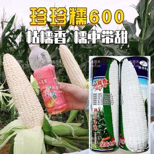 晓富种子珍珍糯600白甜糯