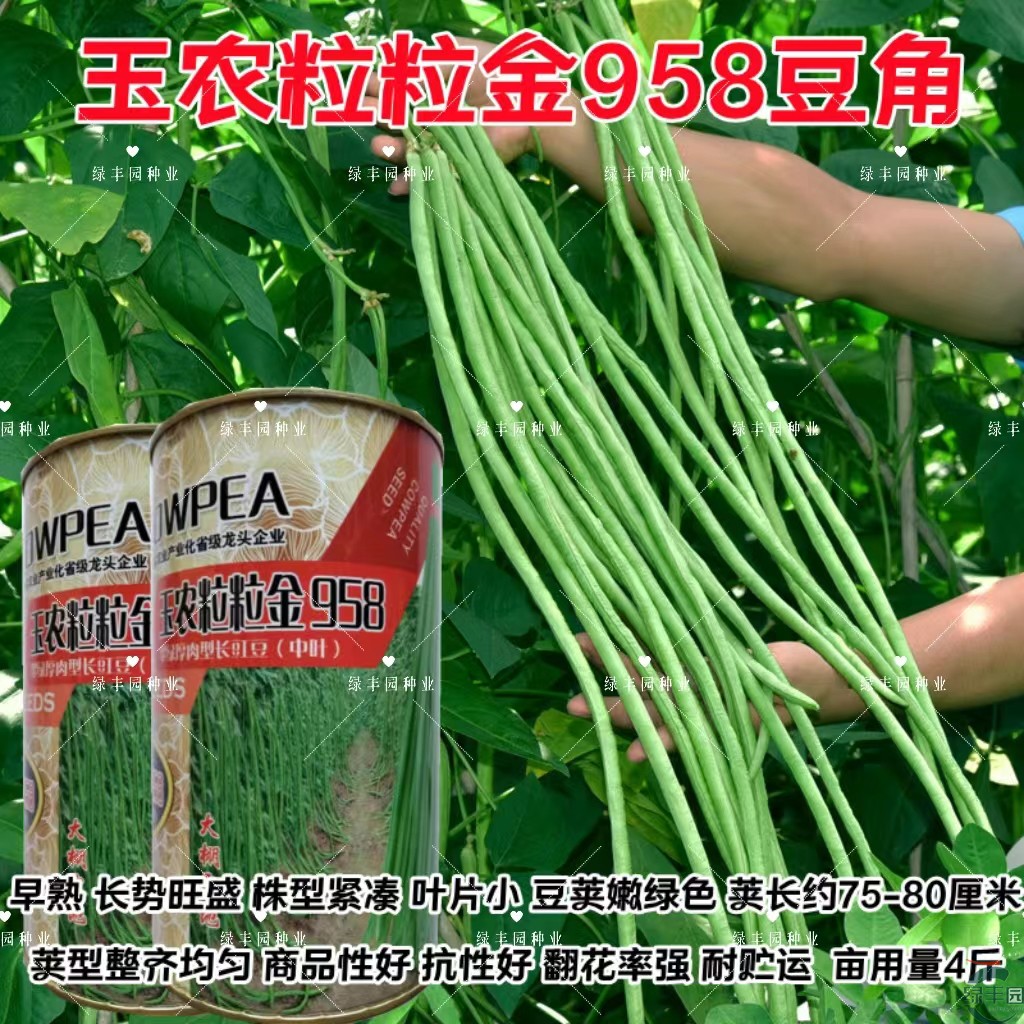 玉农粒粒金958长豆角翠绿厚肉豆