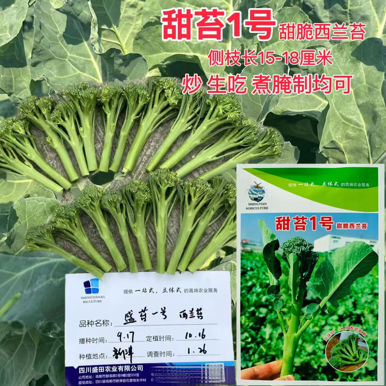 甜苔1号西兰苔种子好吃耐