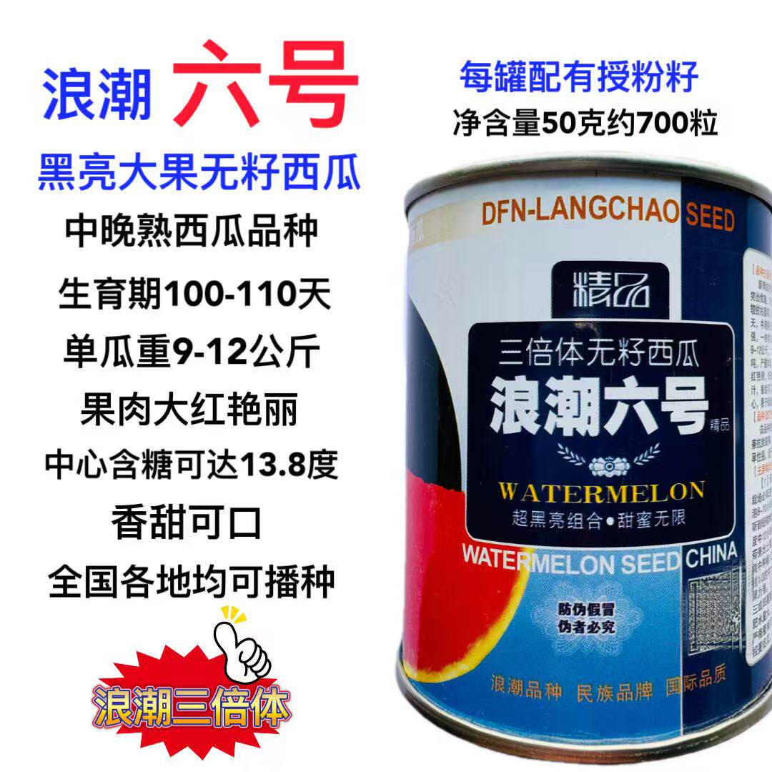 浪潮六号高产无籽西瓜种子黑皮红瓤甜大果型三倍体无子四季播春季