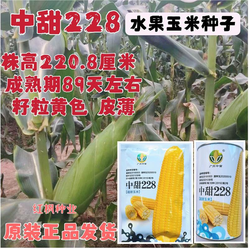 中甜228水果甜玉米种子鲜