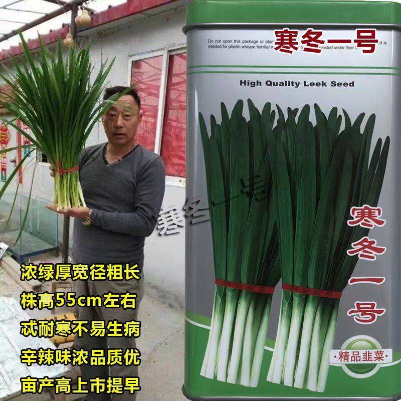寒冬一号韭菜种子不休眠耐低温高产抗病雪韭菜籽四季蔬菜籽