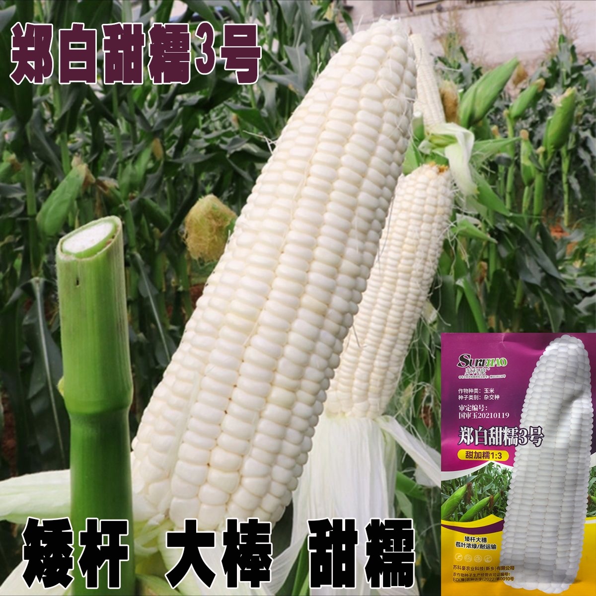 郑白甜糯3号玉米种子高产