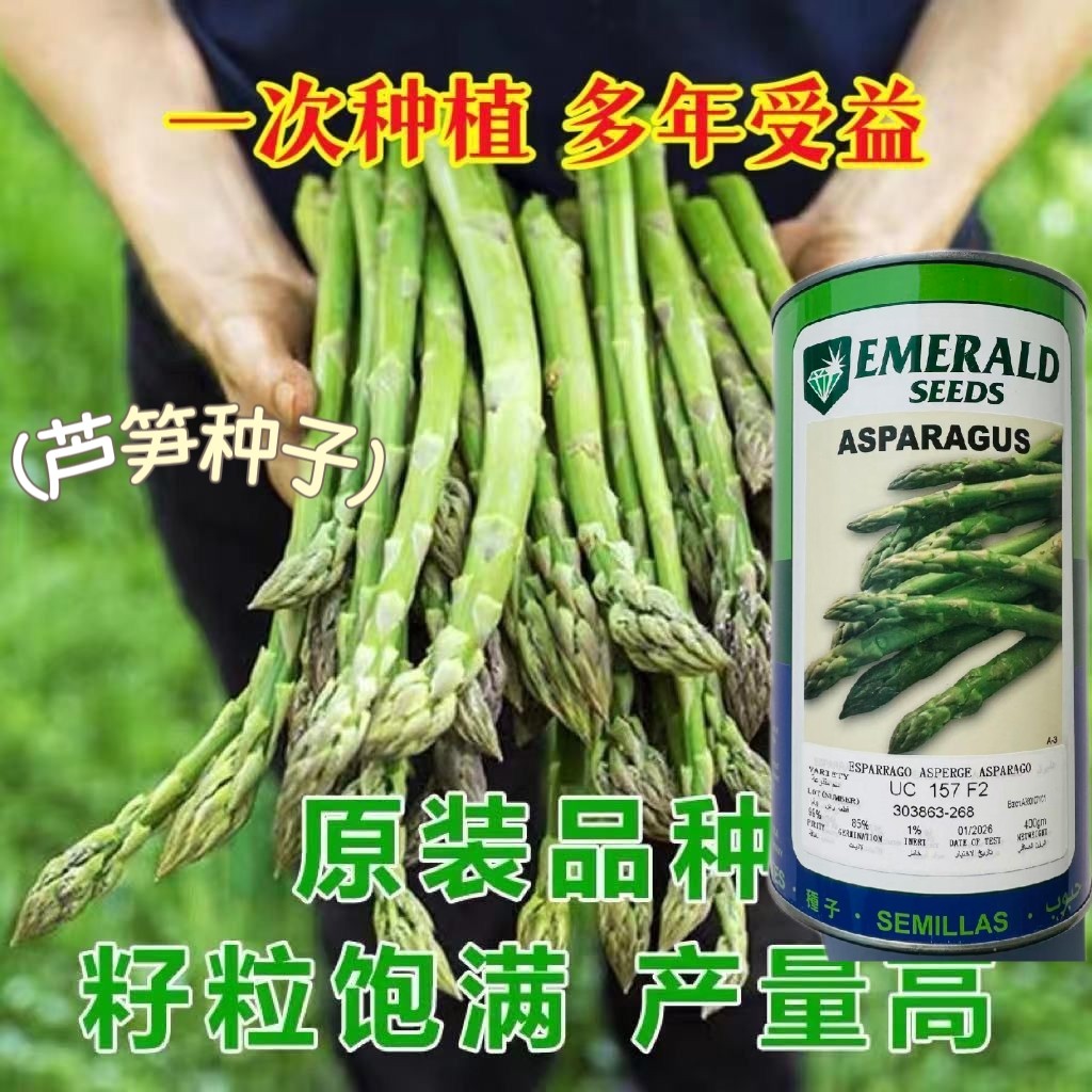 美国加州UC157芦笋种籽高产抗病耐寒春秋播大田进口绿芦笋种子孑