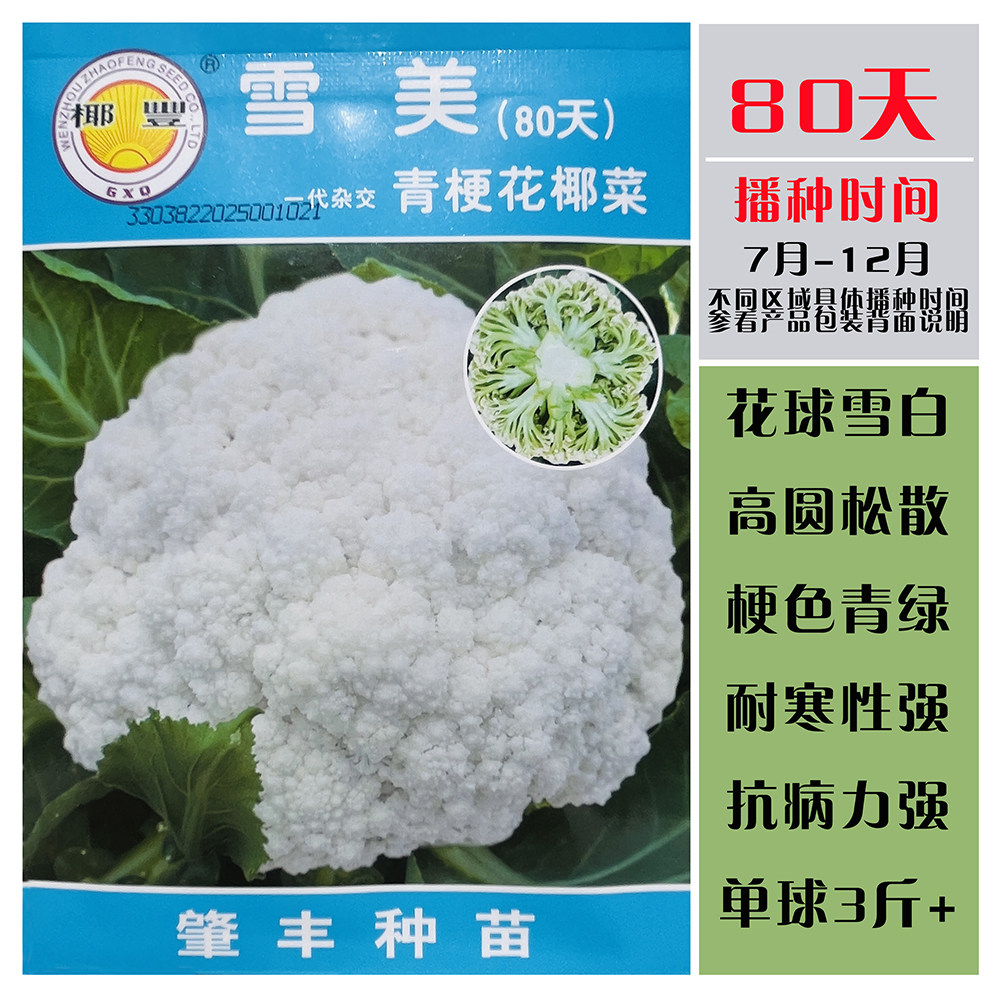 雪美80天白花菜种子耐寒