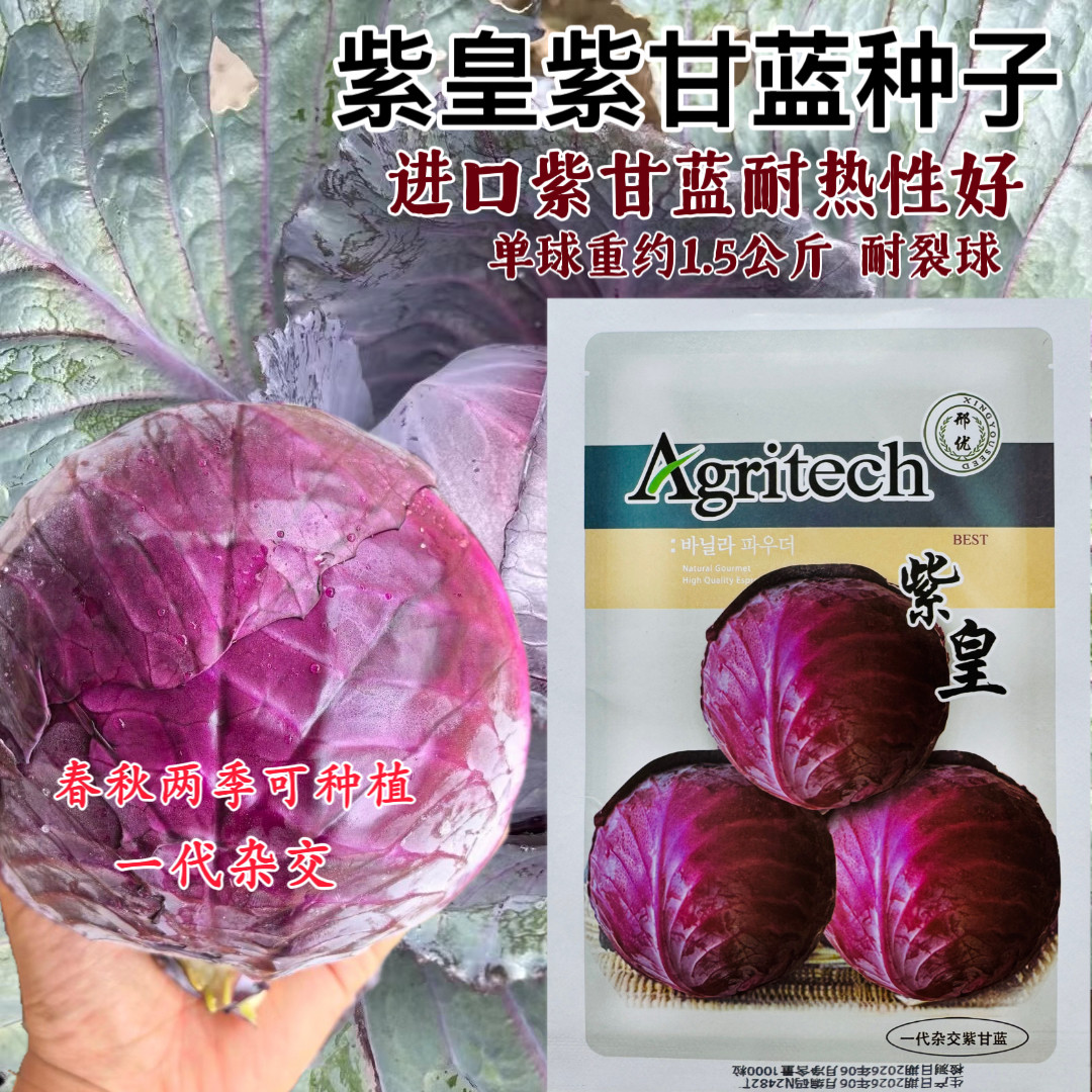 紫皇进口紫甘蓝卷心菜品种耐热性好圆球三系杂交种子中早熟耐裂球