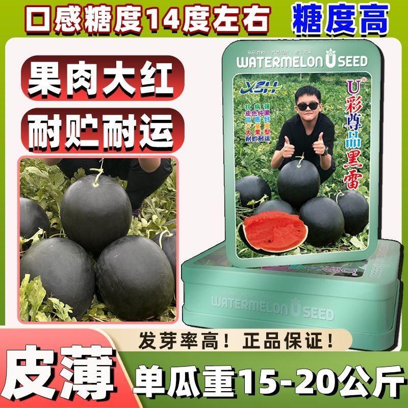 大地雷黑皮西瓜种子黑皮薄皮高糖度耐贮耐运西瓜种籽春季大田播种
