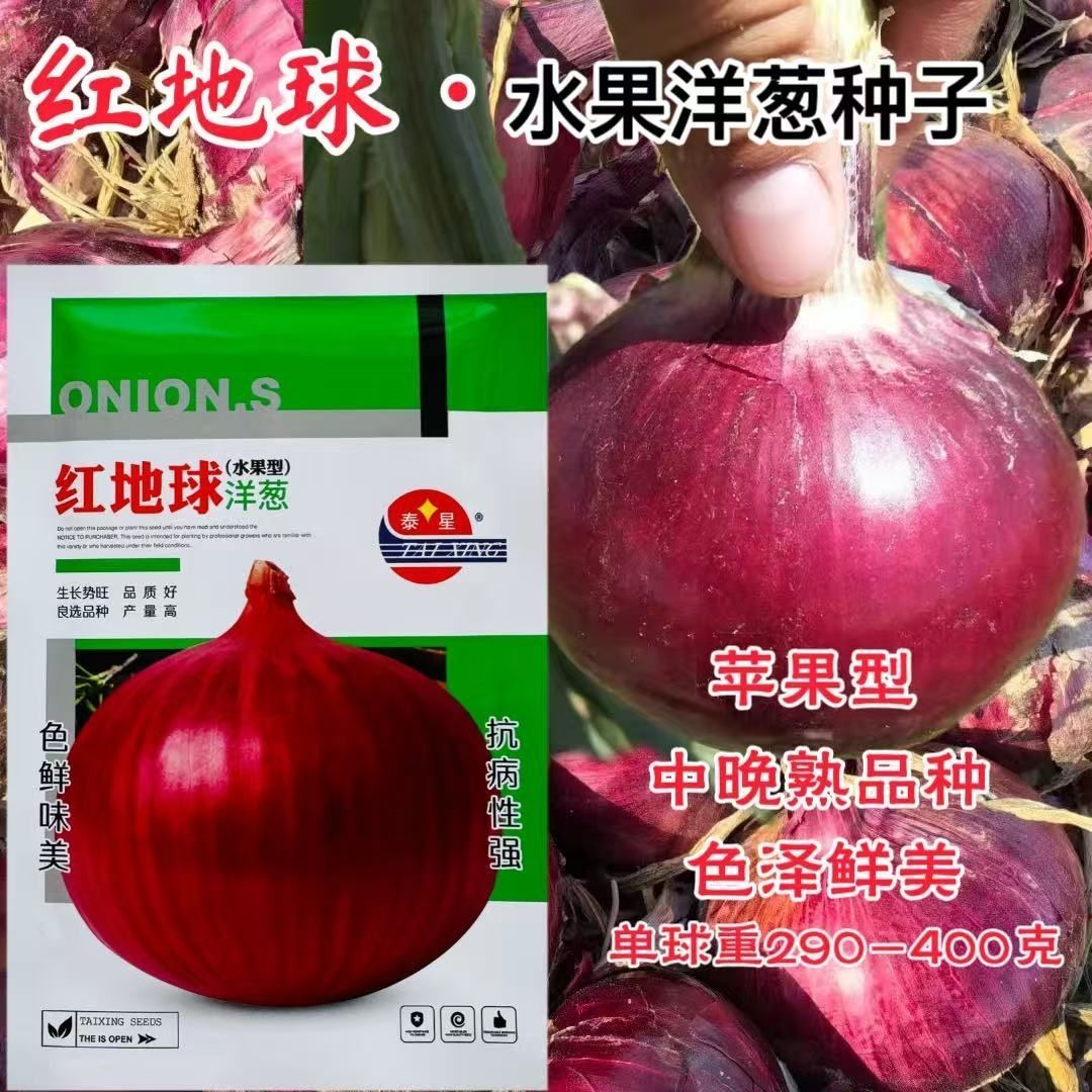 原装正品 红地球水果洋葱种子 苹果型紫皮洋葱抗病高产蔬菜种籽