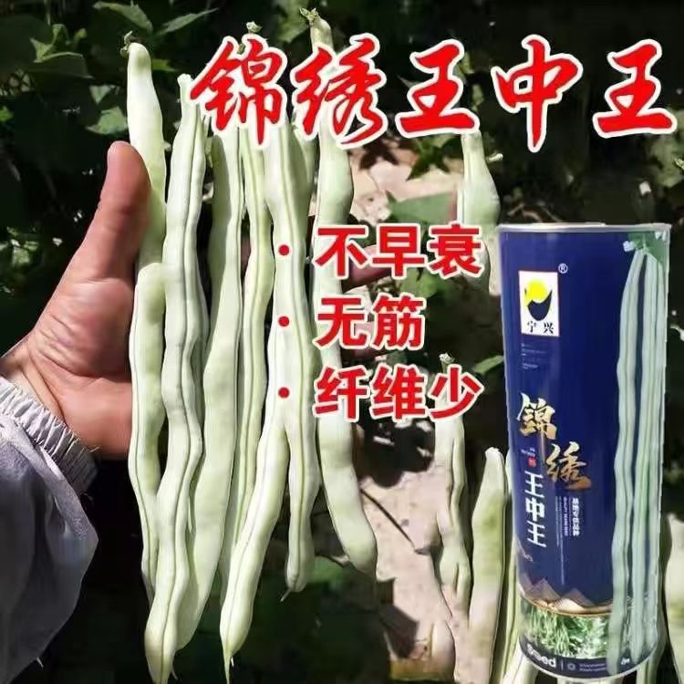 四季豆种子锦绣王中王架豆种子荚浅绿色圆长抗病肉厚鲜嫩菜豆种子