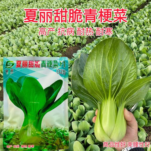 夏丽甜脆青根菜种子四季