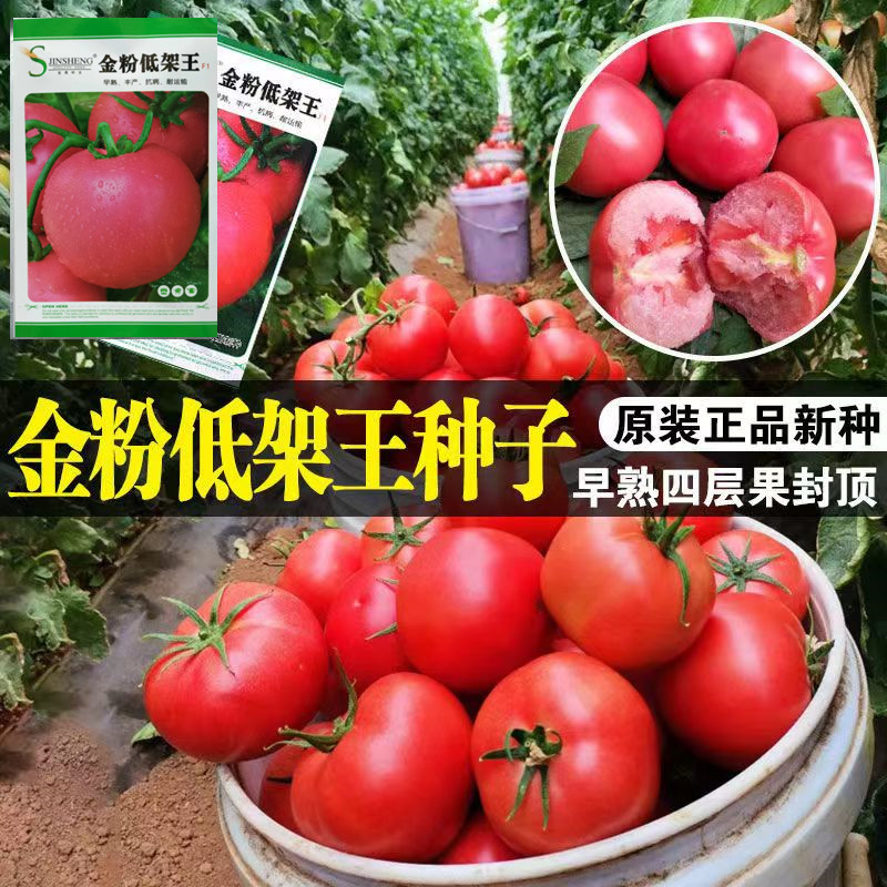 金粉低架王番茄种子 大果粉果抗病早春及秋延迟栽培极早熟自封顶