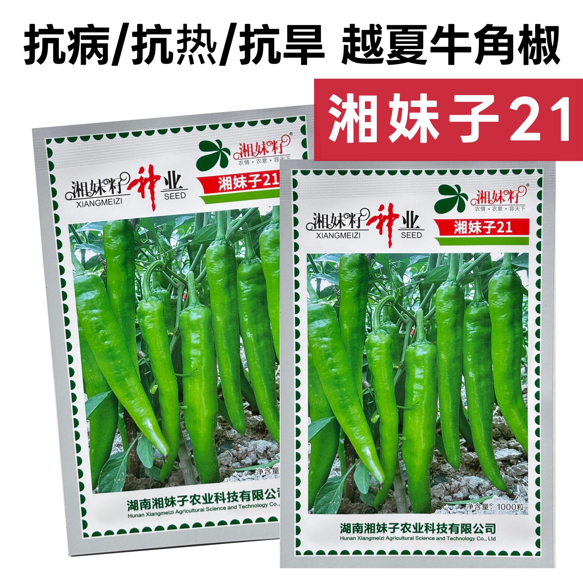 湘研21辣椒种子中熟高产辣椒耐热耐旱青椒抗病长牛角椒种子