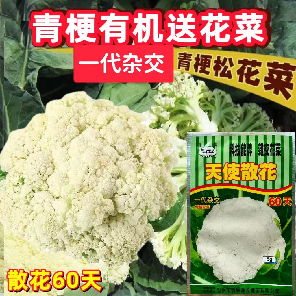 龙牌天使散花60菜种子杂