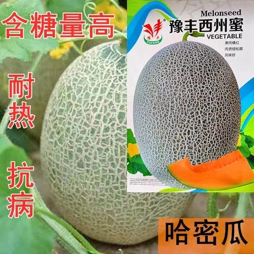 豫丰西州蜜哈密瓜甜瓜种