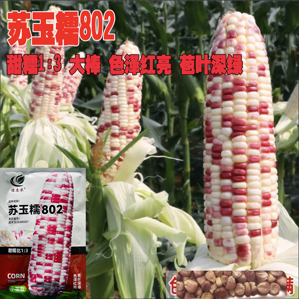 国审苏玉糯802彩甜米种子