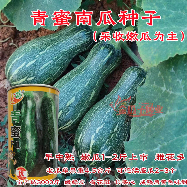 青蜜嫩南瓜种子嫩绿皮高产蜜本南瓜种籽春季蔬菜水果早中熟雌花多