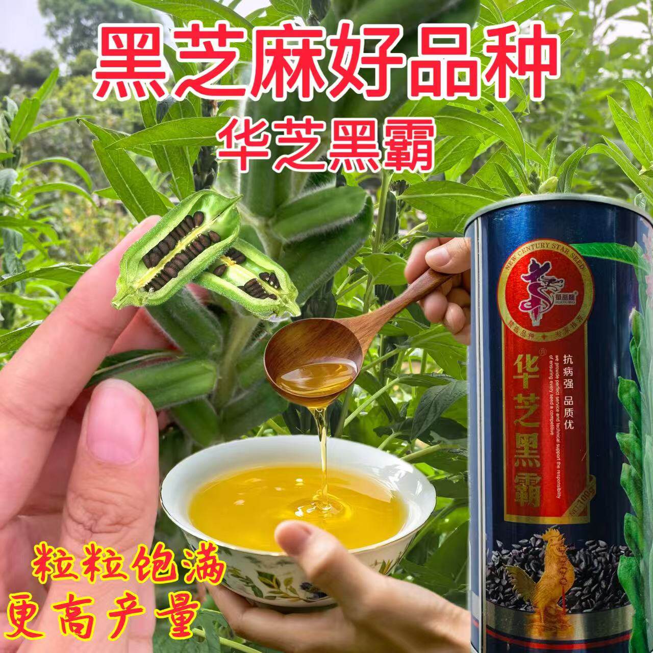 华芝黑霸芝麻种子高油高产早熟榨油专用芝麻种籽黑芝麻种籽
