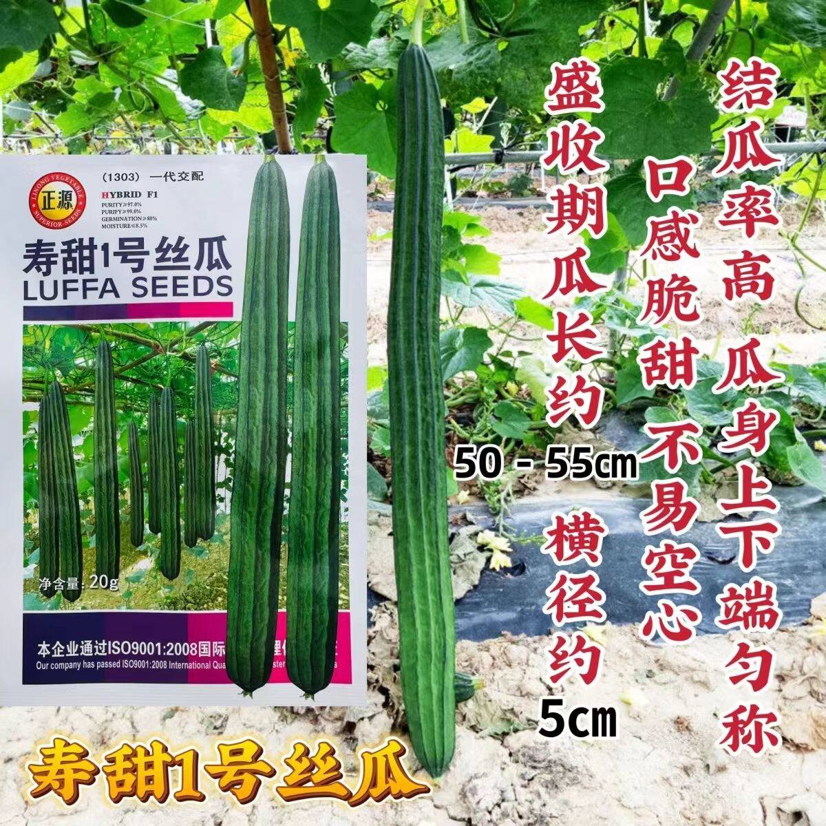 正源长丝瓜种籽寿甜1号丝瓜种子角瓜种高产八角丝瓜种子口感脆甜