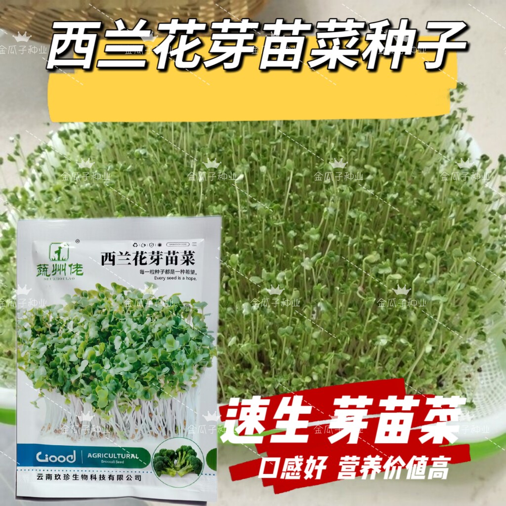西兰花芽苗种子青花椰菜芽苗种籽营养价值高水培芽苗菜西蓝花种孑