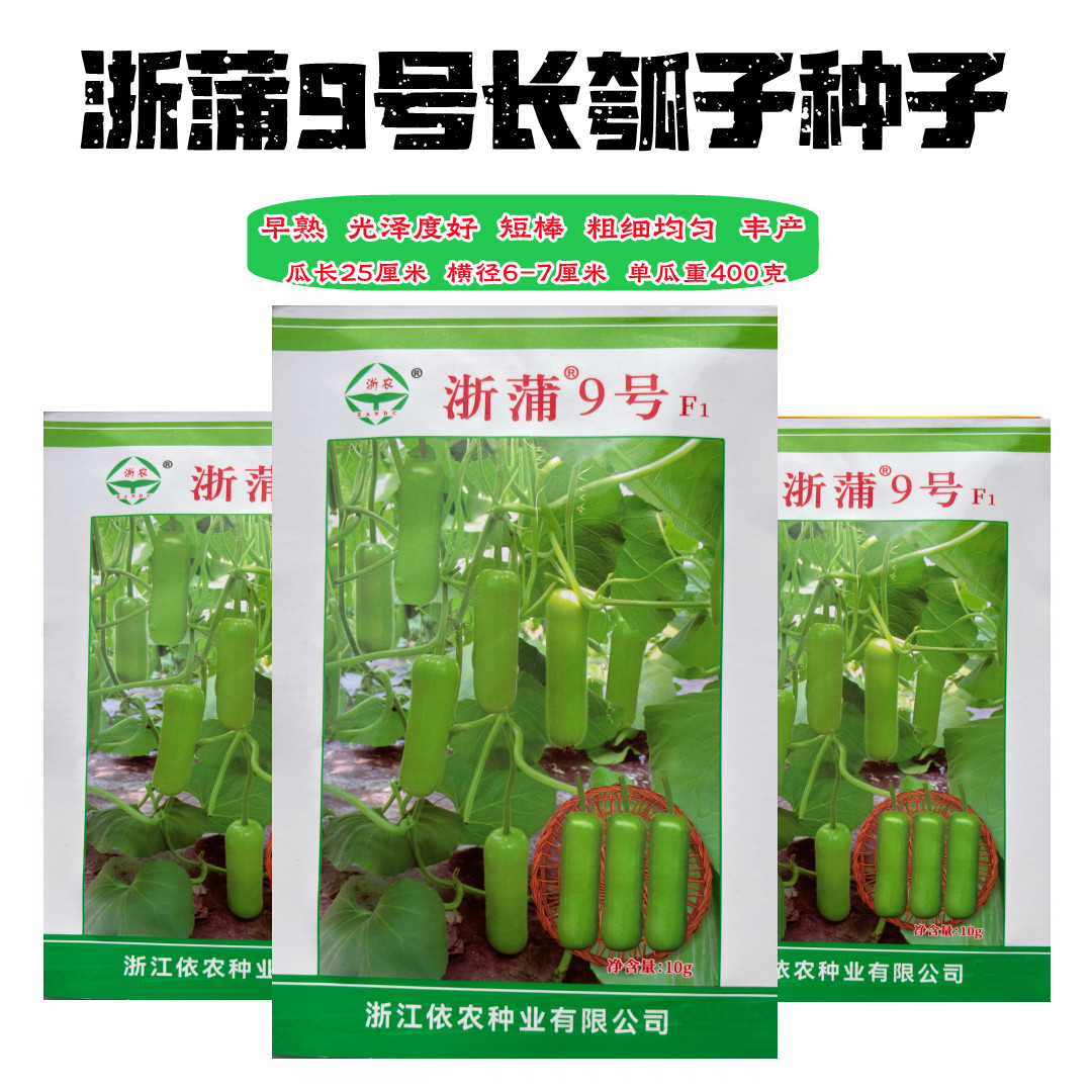 浙蒲9号蒲瓜种子短瓠瓜短棒蒲瓜瓠子种籽子产量高蔬菜基地抗病孑