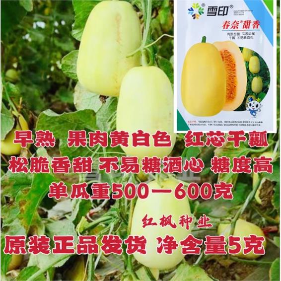 雪印春奈甜香早熟甜瓜种子糖度高不易糖酒心口感香甜松脆甜瓜种子
