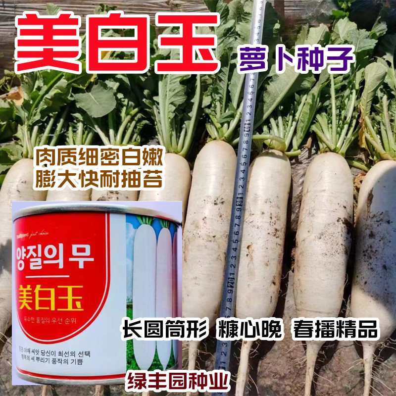 特大白皮萝卜种子纤维少口感好