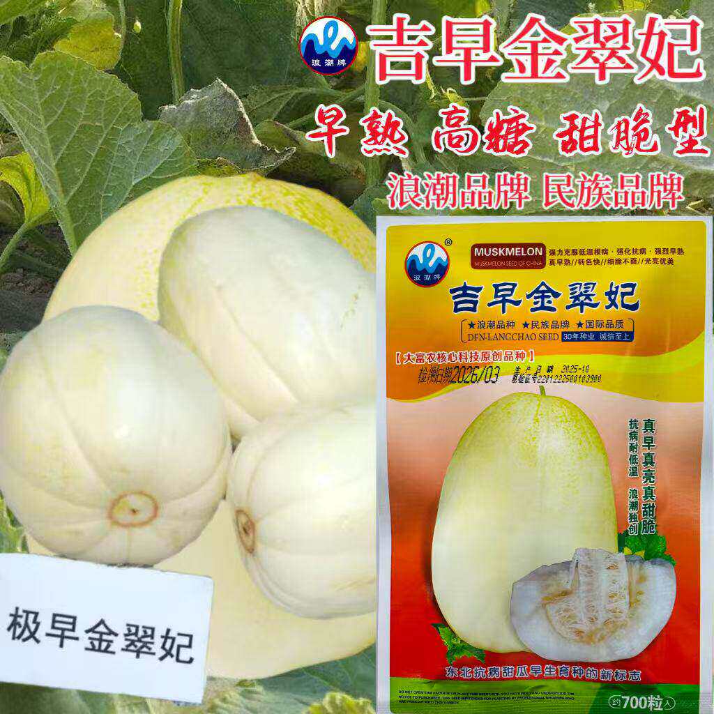 吉早金翠妃甜瓜种子早熟甜脆高糖黄白皮甜瓜种子浓香椭圆甜瓜种子
