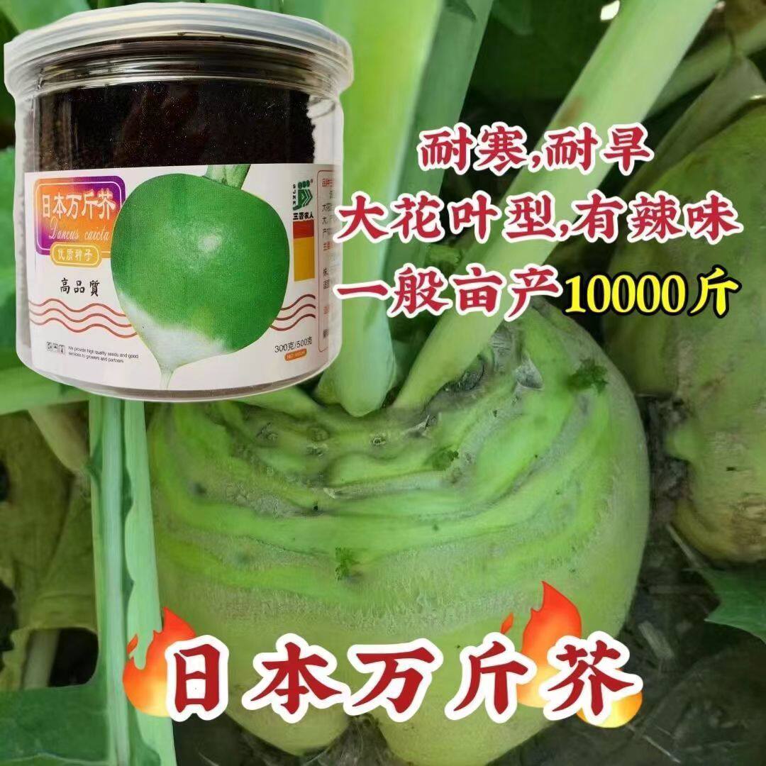 日本万斤芥光头芥菜种子