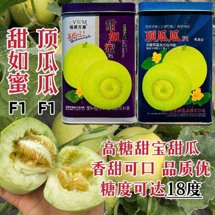 甜如蜜顶瓜瓜甜宝种籽高糖高品质杂交甜瓜种子超甜日本甜宝瓜种孑