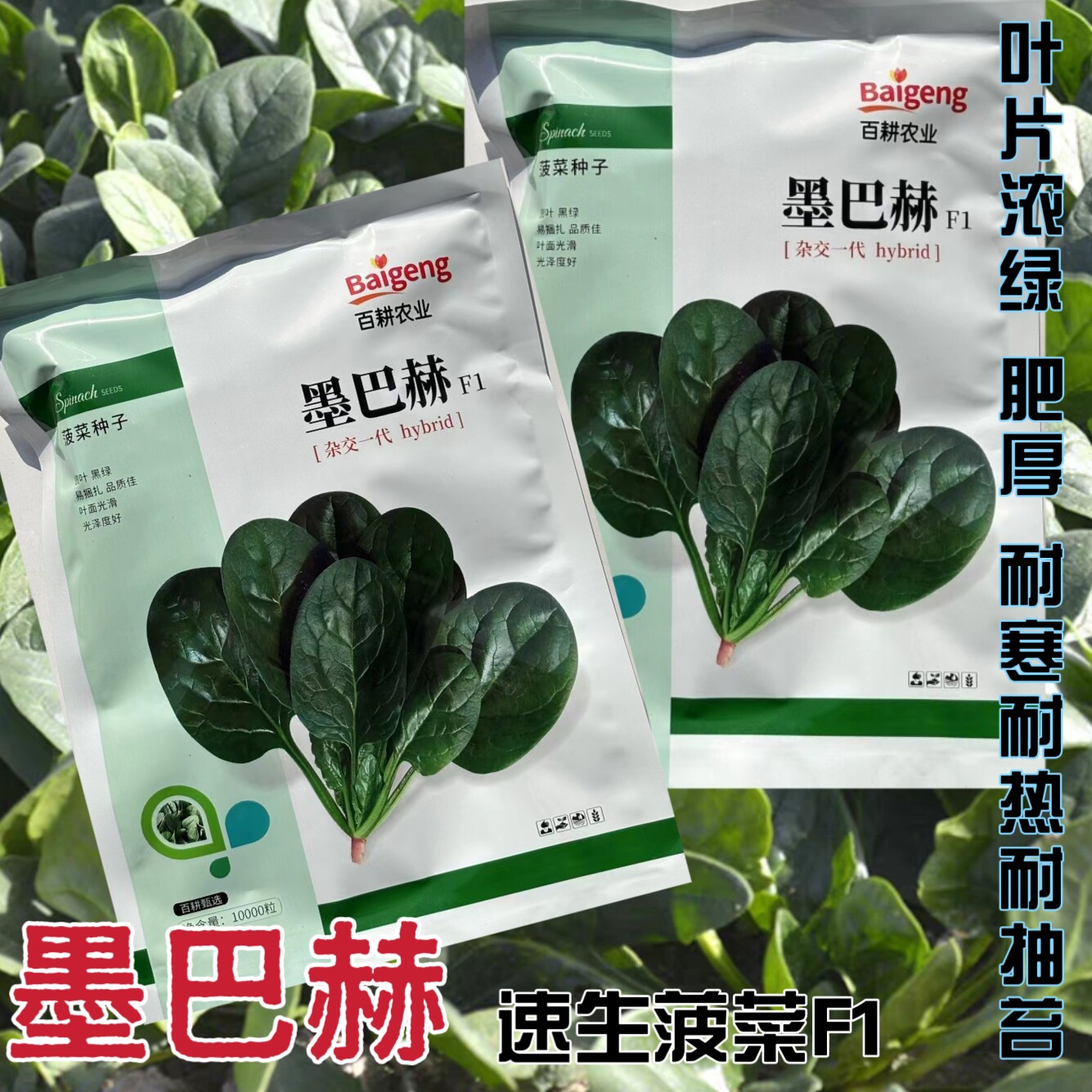 墨巴赫菠菜种子叶片肥厚