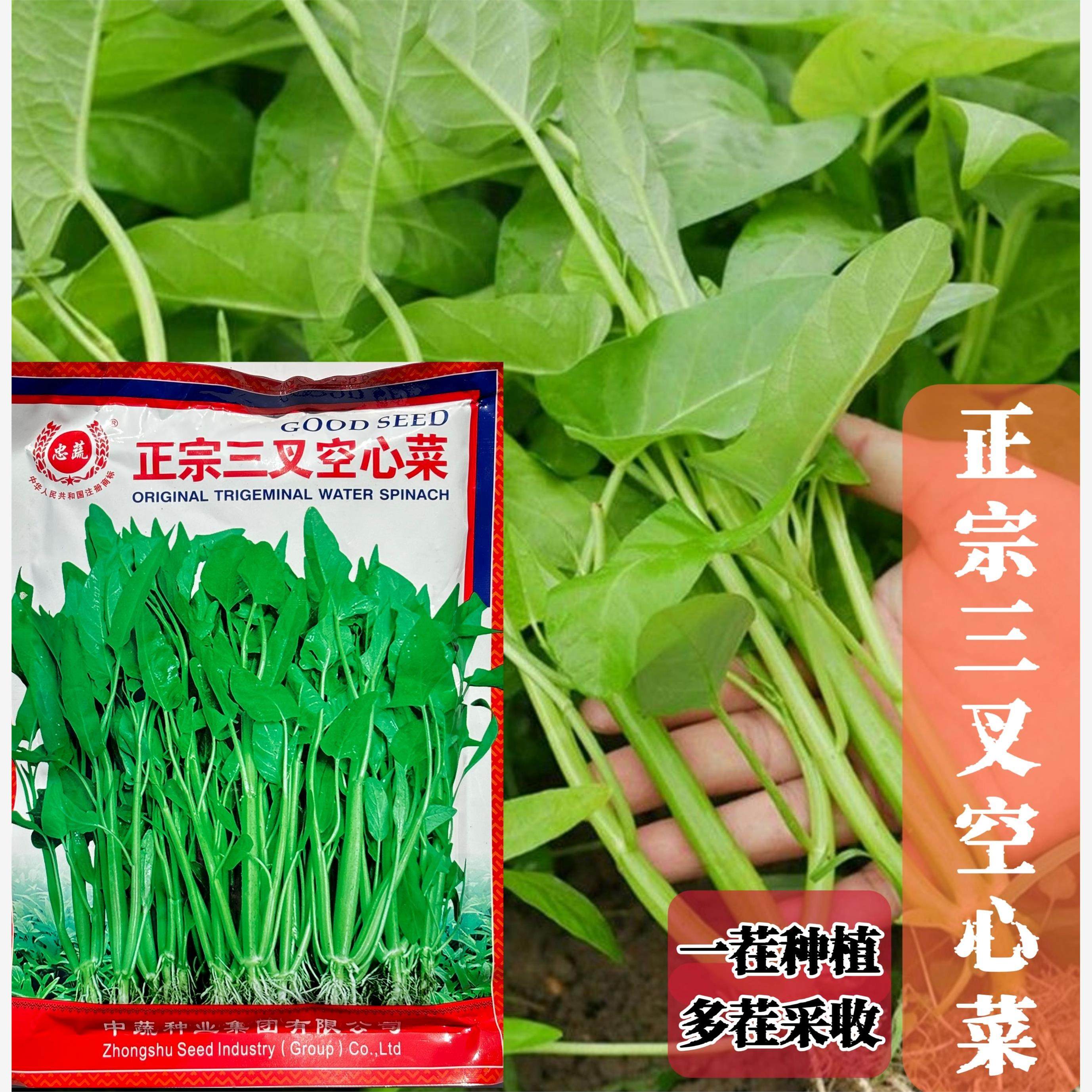 三叉空心菜种子根系发达原装正品三叉青大叶空心菜籽春夏秋易种,鲜花速递/花卉仿真/绿植园艺,家庭园艺种子,淘宝优惠券,粉丝福利购,淘宝优惠卷