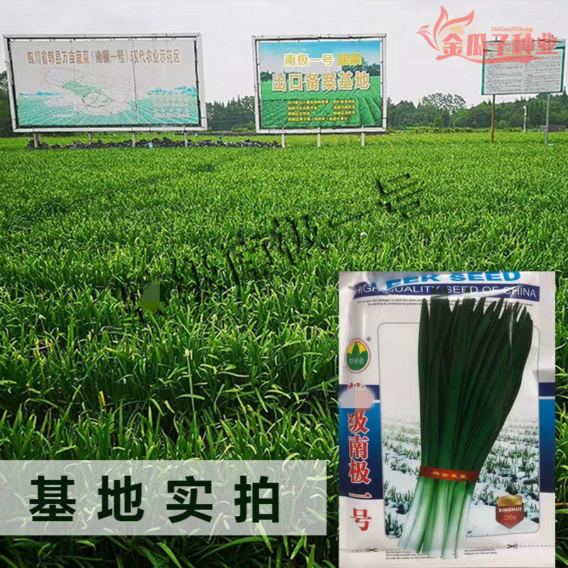 南极一号太空韭菜种子耐高寒抗病害韭菜新品种生长迅速商品韭菜籽