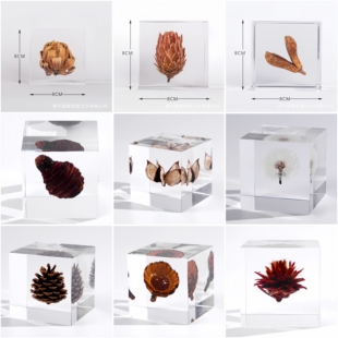 轻奢松果果实标本亚克力摆件桌面装 饰 饰样板间博物馆售楼部装