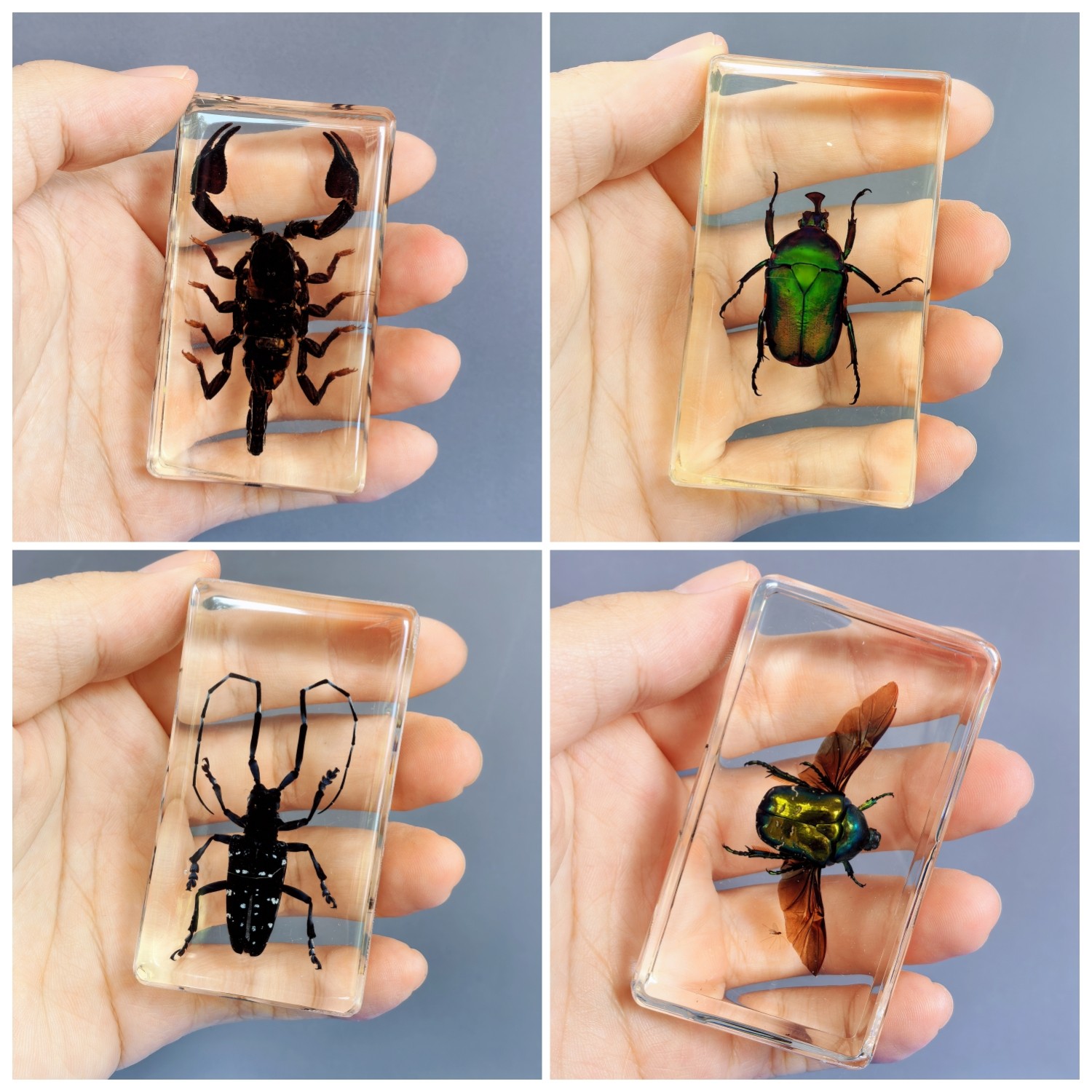 真实动物昆虫标本琥珀树脂摆件真虫科普教育蜘蛛蝎子金龟甲虫乌龟