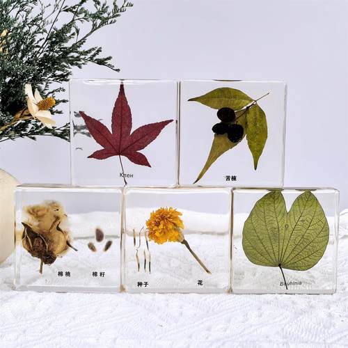 样板间水晶滴胶树脂昆虫标本