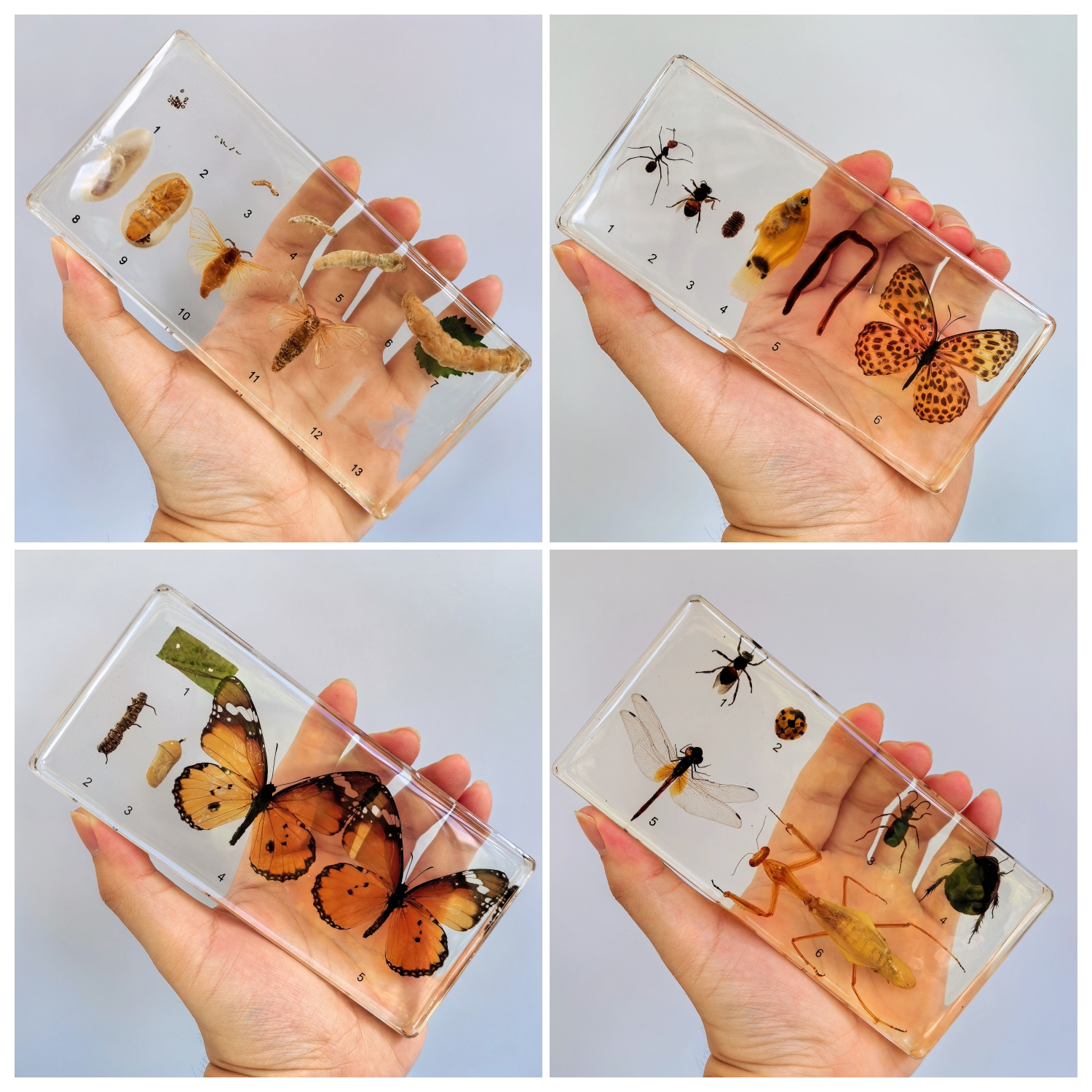 幼儿园教学动物昆虫标本树脂小动物昆虫发育标本大豆小麦花生发芽