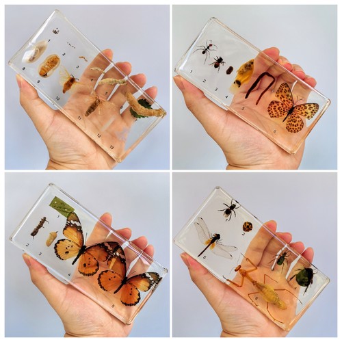 幼儿园教学动物昆虫标本树脂小动物昆虫发育标本大豆小麦花生发芽