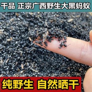 野生广西大黑蚂蚁 干品黑蚂蚁 拟黑多刺蚂蚁 中药材泡酒料500g