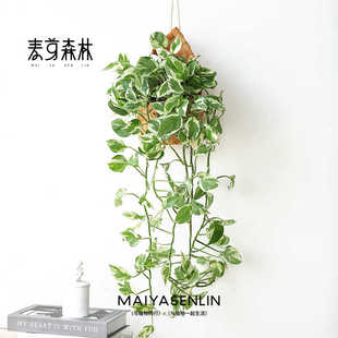 白金葛长藤雪花葛爬藤垂吊阳台室内桌面水培好养易活植物吊兰