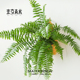 雨林感 霸王蕨长叶垂吊植物好养室内盆栽酒店客厅雨林净化空气