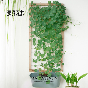 一叶龟山乌龟植物金不换种球盆栽室内阳台爬藤观叶水培好养绿植物