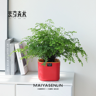 自吸水盆水培铁线蕨盆栽密叶常绿蕨类植物耐阴客厅室内外可好养活