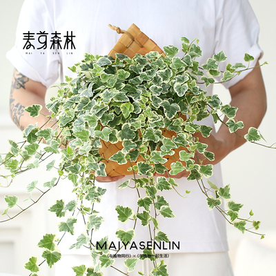 雪莹室内阳台庭院爬藤绿植好养活