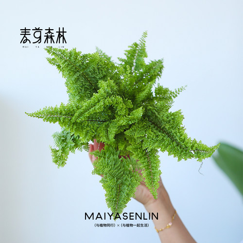 粉丝福利丨棉花糖蕨耐阴室内办公室蕨类常绿易养护绿植水培盆栽