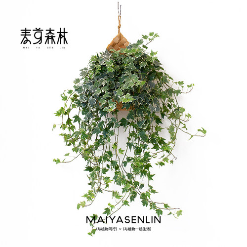 花叶新款常春藤吊兰垂吊植物