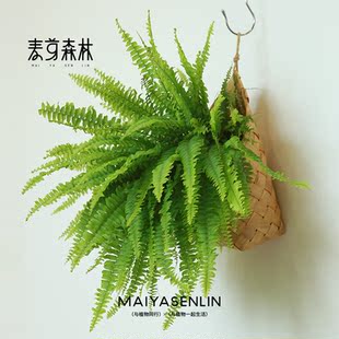 粉丝福利丨波斯顿蕨植物垂吊喜水喜阴绿植盆栽花卉大盆茂盛好养活