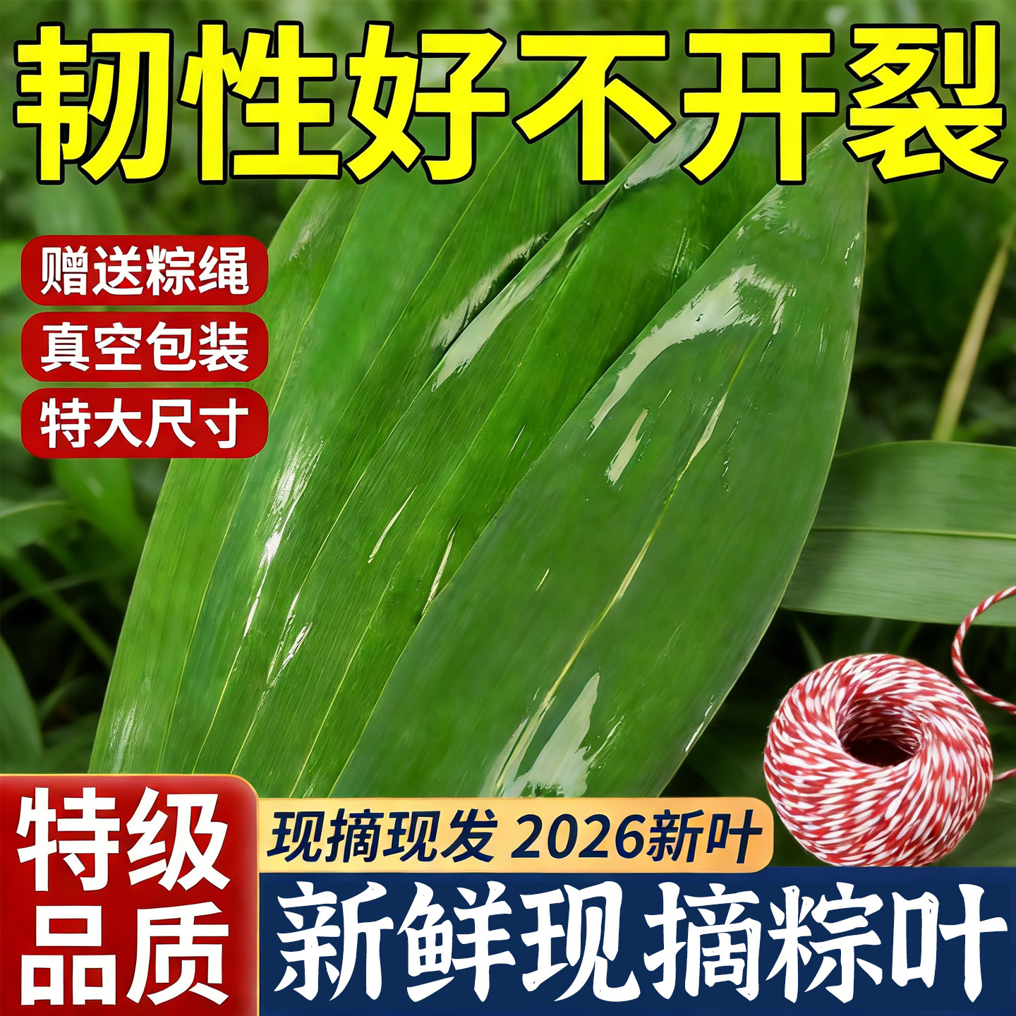 粽子叶新鲜大粽叶免邮商用批发包粽子的叶子宽箬棕叶干粽叶端午节