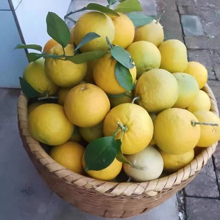 正宗湖南特产臭皮柑酸柑子野橘子无农药孕妇酸水果野生现摘泡水